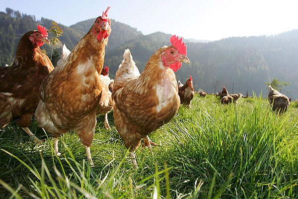 Huevos Quillahue: gallinas libres de jaula y producción responsable desde San Nicolás