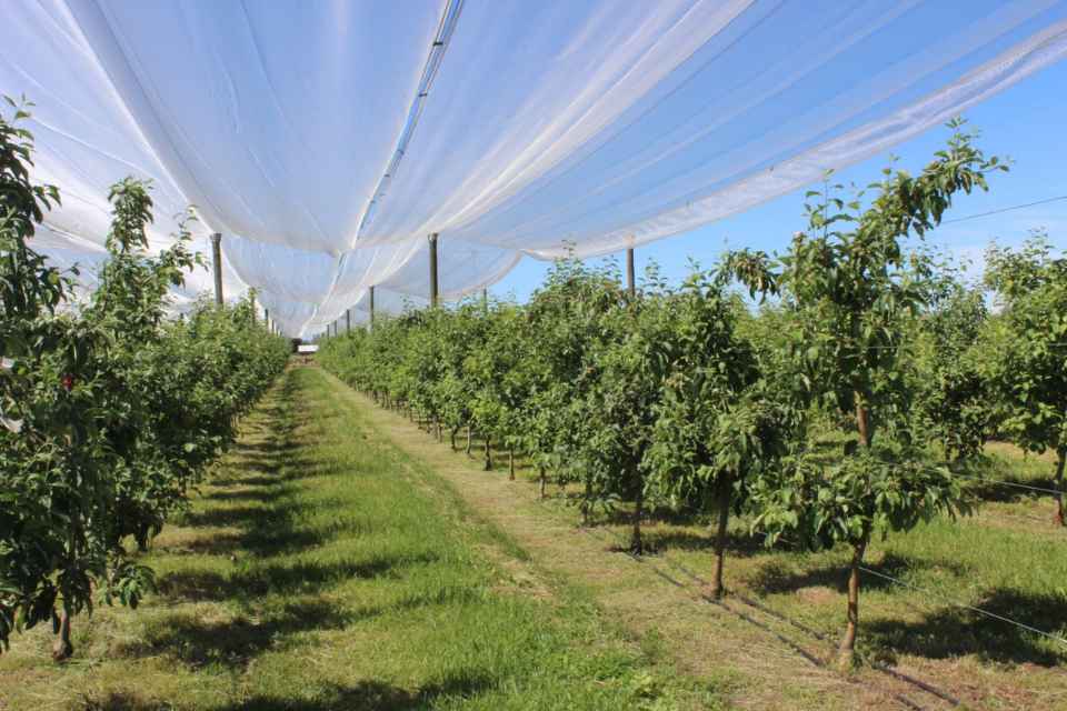 Quillón será sede de la primera Expofrutales de Ñuble 2026