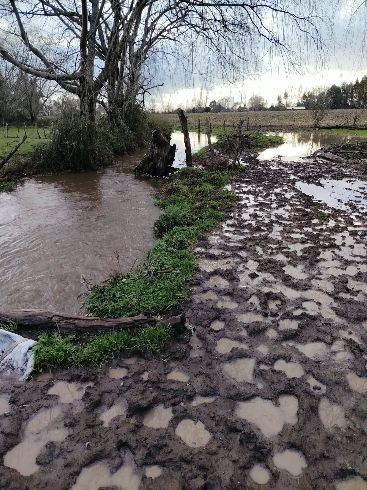 El Niño viene con todo: lo que tienen que mirar los agricultores de Ñuble